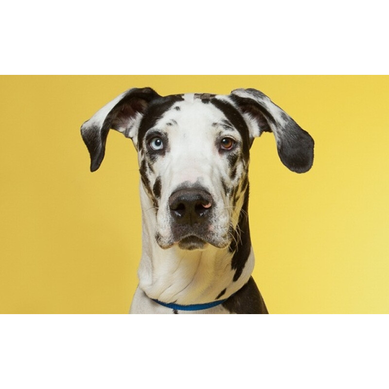 Savage (38-12) Canary фон бумажный 2,7x11 м канареечный