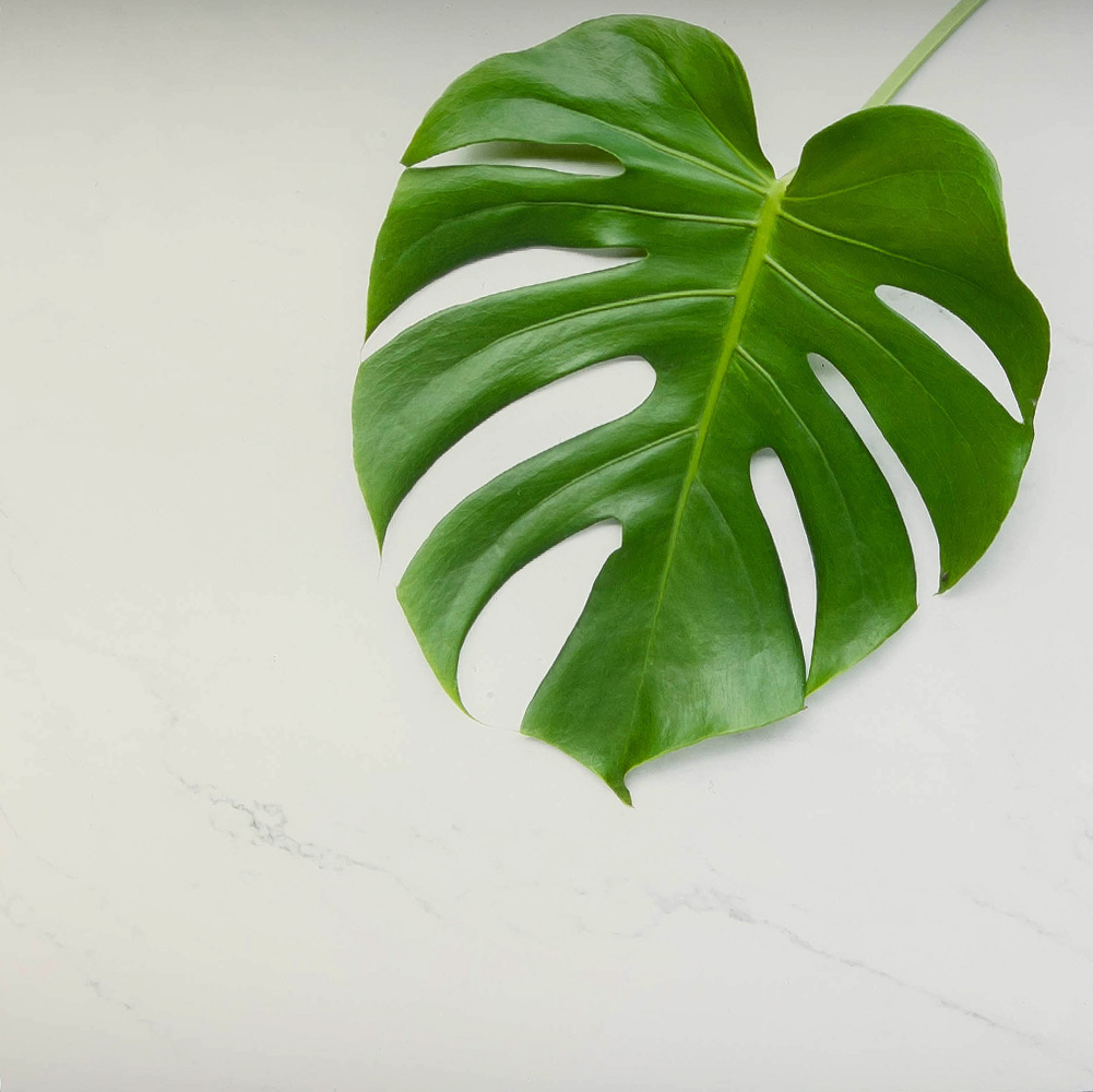 LAXY №40 фон пластиковый художественный зеленый лист монстеры