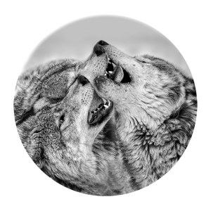 Styler GL-01179 репродукция Волки на стекле диаметр 70см