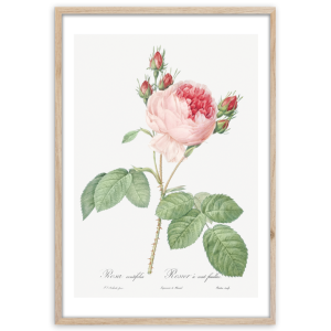 Styler OB-13805 постер Розовая роза 50X70см
