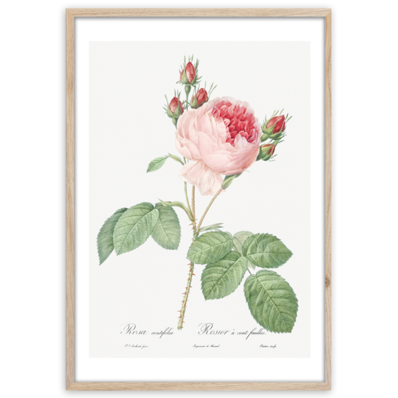 Styler OB-13805 постер Розовая роза 50X70см