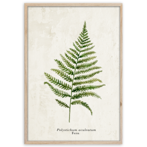 Styler OB-13807 постер Папоротник 50X70см