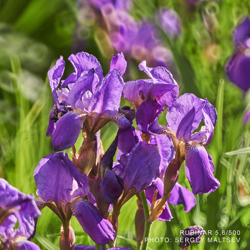 Рубинар 5,6/500 макрообъектив