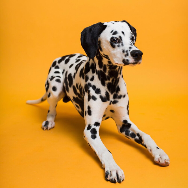 Savage (43-1253) Marmalade фон бумажный 1,35x11 м мармелад