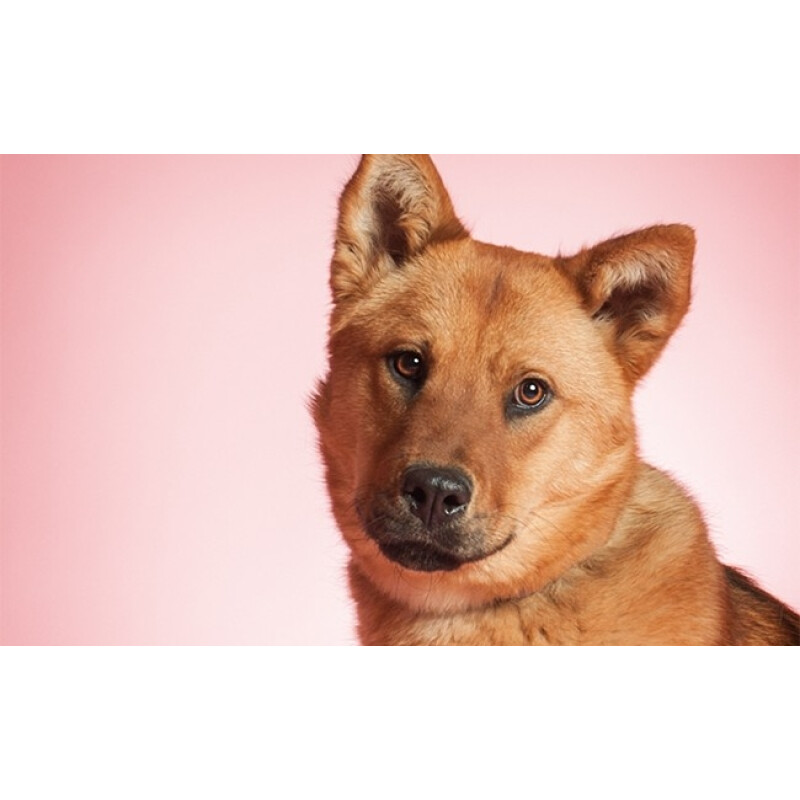 Savage (3-1253) Coral фон бумажный 1,35x11 м коралловый