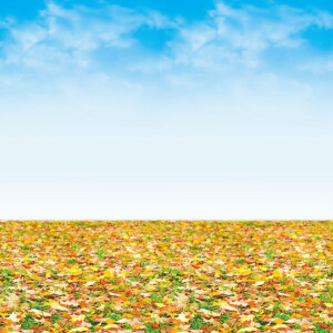 Ella Bella FDLS AUTMN LNDSCP (56295) фон бумажный осенний пейзаж 120х300 см