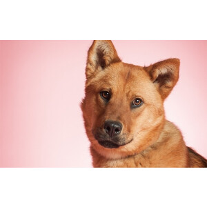 Superior 17 Carnation Pink фон бумажный 2,72x11м цвет розовая гвоздика