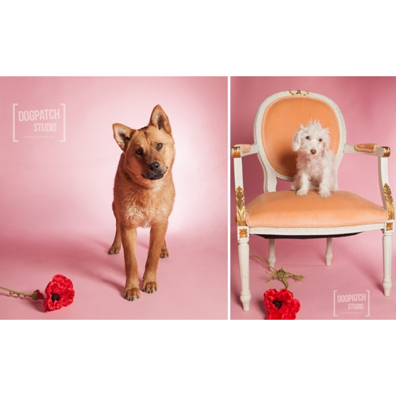 Superior 17 Carnation Pink фон бумажный 2,72x11м цвет розовая гвоздика