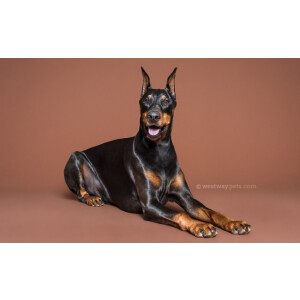 Superior 20 Coco Brown фон бумажный 2,72x11м цвет коричневый