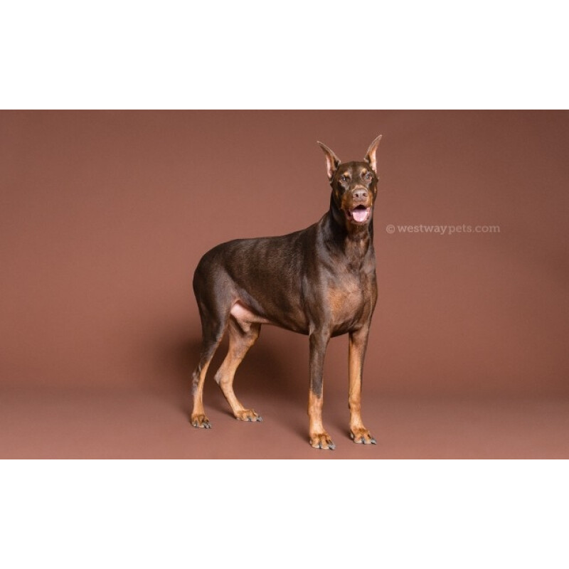 Superior 20 Coco Brown фон бумажный 2,72x11м цвет коричневый