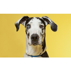 Superior 50 Aspen фон бумажный 2,72x11м цвет желтый