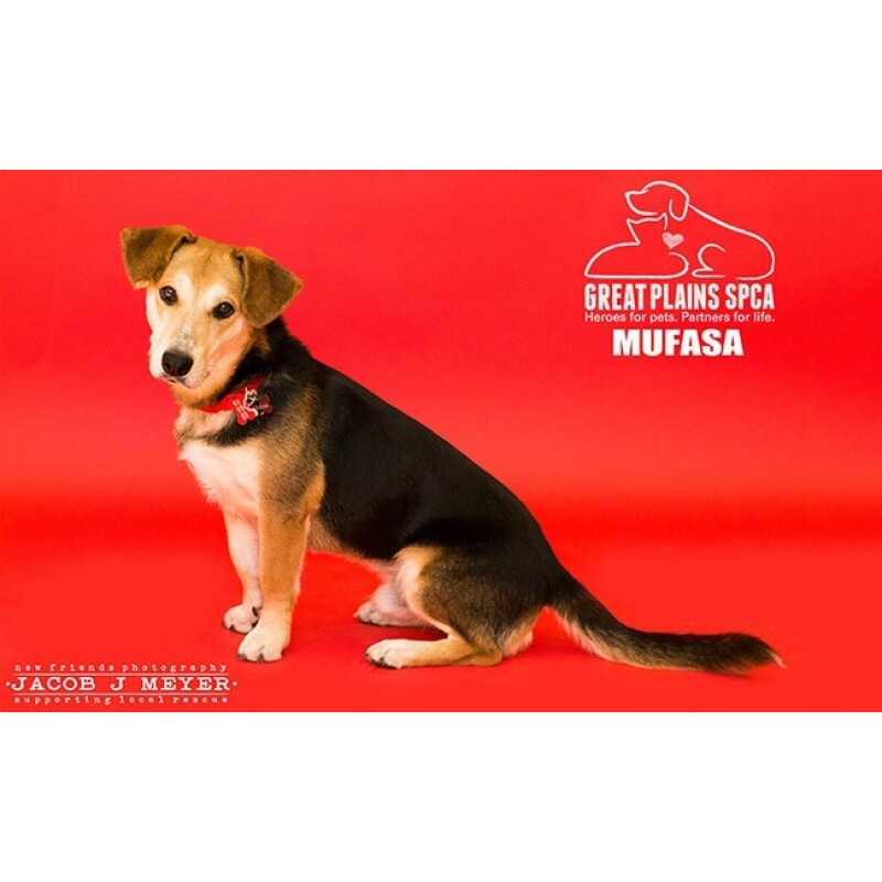 Superior 56 Scarlet фон бумажный 2,72x11м цвет скарлет