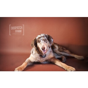 Superior 20 Coco Brown фон бумажный 1,35x11м цвет коричневый