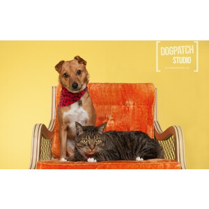 Superior 50 Aspen фон бумажный 1,35x11м цвет желтый