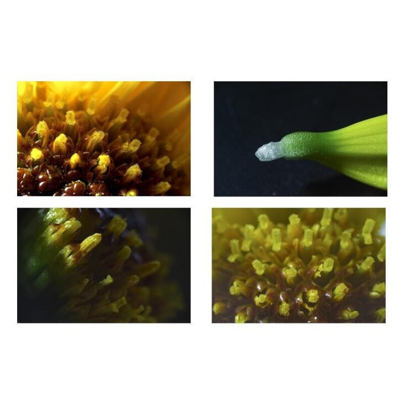 Fotokvant LADR 52-52 реверсивное кольцо для макросъемки