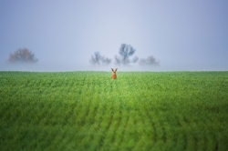 Итоги конкурса &quot;Герои моего пейзажа&quot;