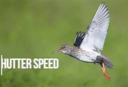 Как фотографировать птиц, которые &quot;со свистом&quot; проносятся мимо вас?