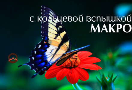 Как использовать TTL-вспышку для макросъемки